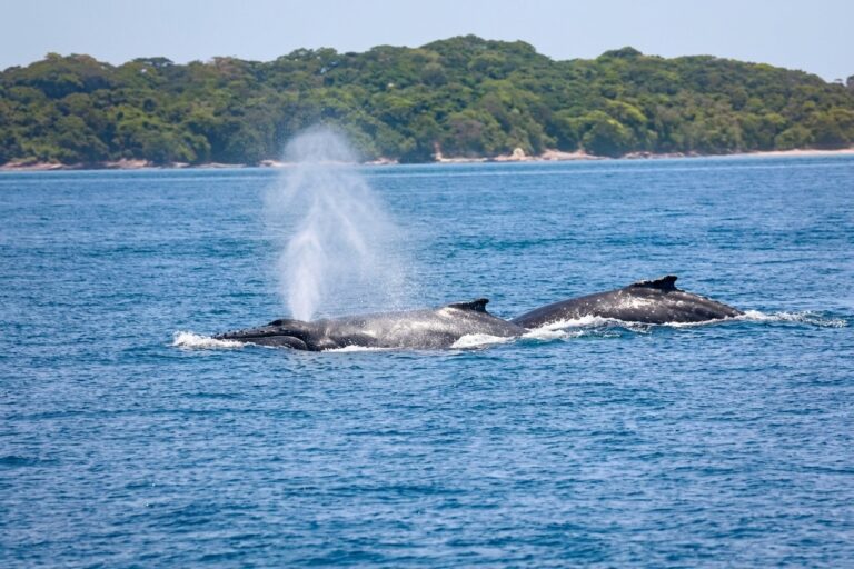 Ruido de embarcaciones afecta a poblaciones de ballenas en el Pacifico