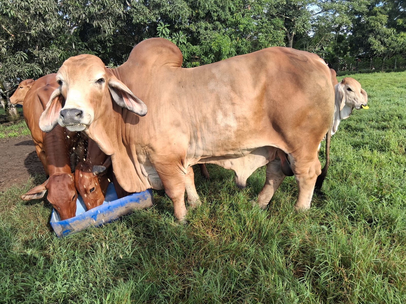vacas